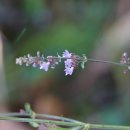 털산박하Isodon inflexus var. canescens (Nakai)Kudô 이미지