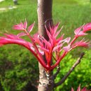 참중나무 이미지