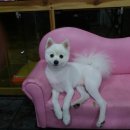 몽이네 애견샵 이미지