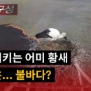황새가족과 황새알 이미지