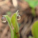 아침이슬 이미지