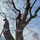 순천-36호 이미지