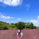 낙동강관리본부 대저생태공원 5 | [부산] 핑크뮬리가 만개한 부산 나들이 명소 대저생태공원 구경일기 + 핑크뮬리 만개 현황