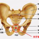 전립선.성기능 요실금.용문혈 벌침.시침.맛사지 이미지