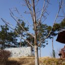 음성읍 명품가로숲길 네이버블로그