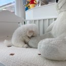 베베토이