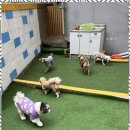 폴링인독 이미지