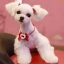 모여라댕댕이 | 인천강아지미용 모여라댕댕이