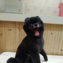 뷰티펫하우스 이미지
