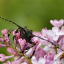 하늘소농장 이미지