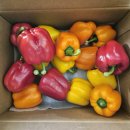 (주)파프리카랩 이미지