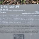 창원 인곡리 모과나무 이미지