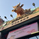 축산물시장(6) | 마장축산물시장 맛집 풍원축산 때깔좋은 한우 소고기 내돈내산