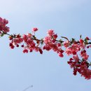 해당화 이미지