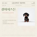 릴리펫 이미지