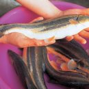 동아카경정비 이미지