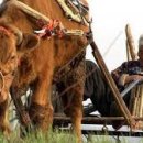 청조동물병원 이미지