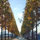 중앙로 메타세콰이아길 이미지