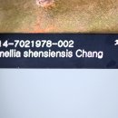 카멜리아 이미지