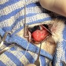 장현 동물병원 이미지