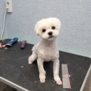 아지다펫 네이버블로그