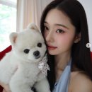 프리지아