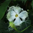 꽃을탐하다 이미지