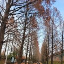 메타세쿼이아랜드 | 담양 메타세콰이어 가로수길 담양 가볼만한 곳 담양 메타세쿼이아랜드
