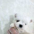 광주애견경매장 이미지