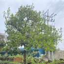 매밑농장 | 제주도 노리매. 애견 반려동물 동반 산책 자연공원. 대정읍.