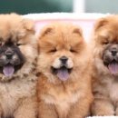 프라임킴 프렌치 불독 이미지