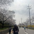 합천가든 | 🌸합천 벚꽃 마라톤 완주하고 한우 먹방한 후기🥳