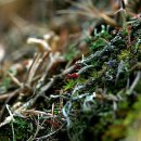 들꽃카페 이미지