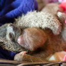 나무늘보 이미지