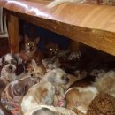 옹기종기 이미지