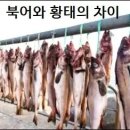북어와 황태의 차이 이미지