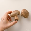 송화농장2 이미지