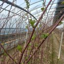 새순1농장 이미지