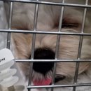 바른반려견센터 이미지