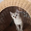 소유뱅갈캐터리 이미지