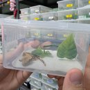 비그로브 그로브 | 여주파충류샵 [그로브비] 깔끔하고 냄새 없는 파충류샵 후기