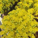 원산부분정비;원산농원 | 🌼 에오니움 매금장미 꽃, 수국보다 큰 노란꽃의 매력 (다육이 꽃 피는 이유 & 관리법)