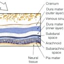뇌척수액의 생성, 뇌척수막의 구조 이미지