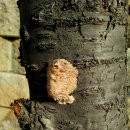 범박초등학교 이미지