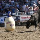 JJ car. Detail.net 이미지