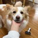 털찐강아지 | 가성비 좋은 강아지 빗 추천, '썸씽슈츠' 털갈이용 죽은 털 제거 빗 내돈내산 솔직후기 / 중형견