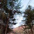 갈기산 포레스트 힐 이미지