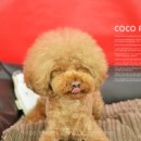 몽실 애견미용 이미지