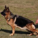 조이애견 이미지