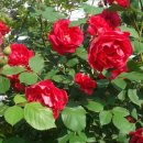 부엉이해장국 이미지